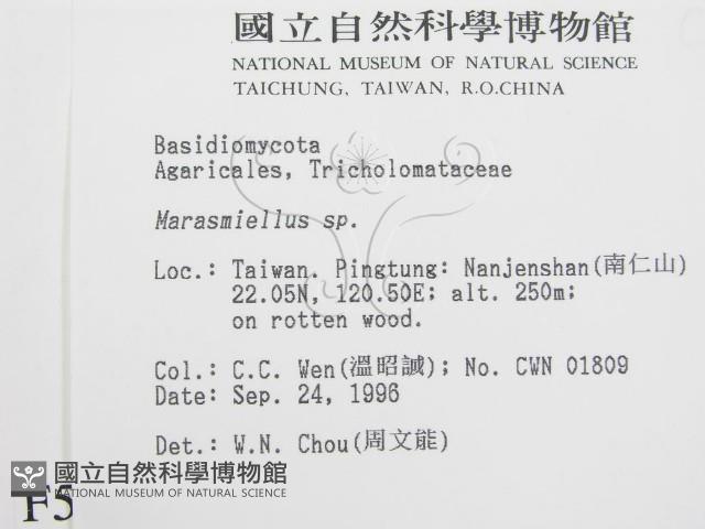 微皮傘屬藏品圖，第2張