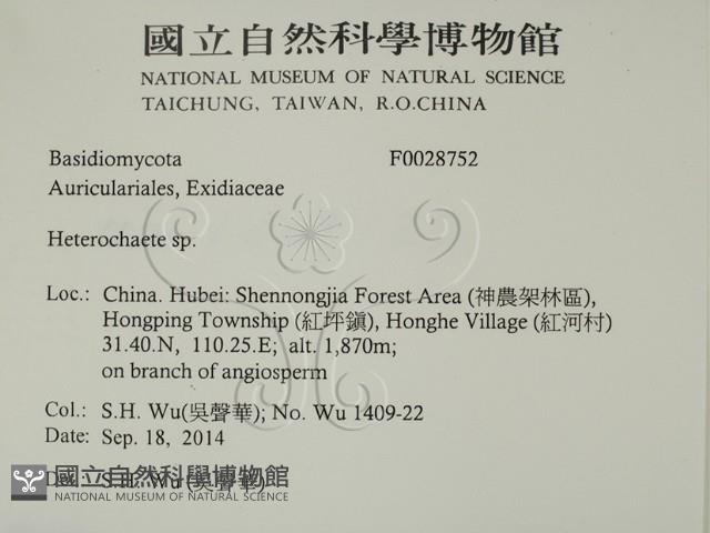 刺皮菌屬藏品圖，第2張