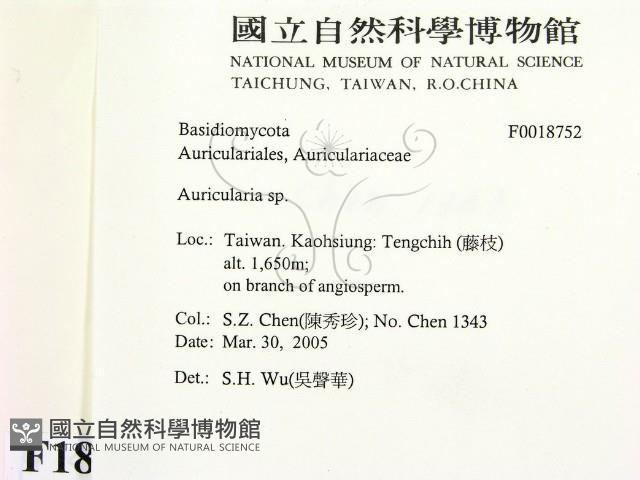 木耳屬藏品圖，第2張