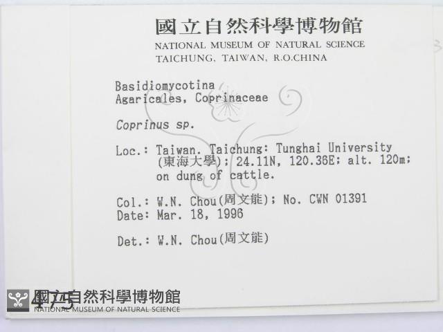 鬼傘屬藏品圖，第2張