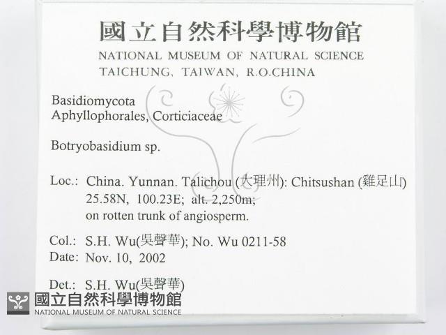 串擔革菌屬藏品圖，第2張