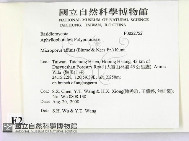 相鄰小孔菌藏品圖，第2張