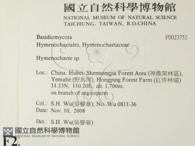 刺革菌屬藏品圖，第2張