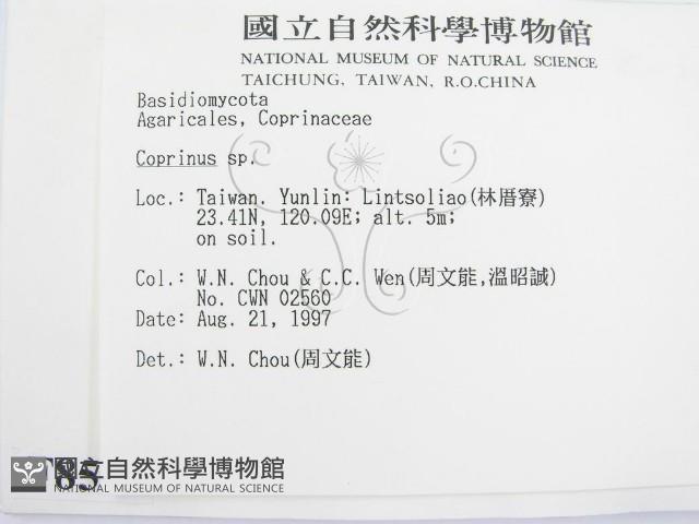 鬼傘屬藏品圖，第2張