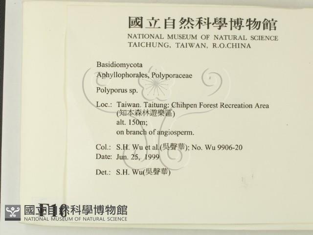 多孔菌屬藏品圖，第2張