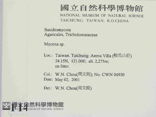 小菇屬藏品圖，第2張