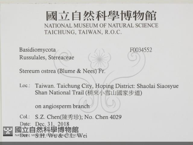 蠔韌革菌藏品圖，第2張