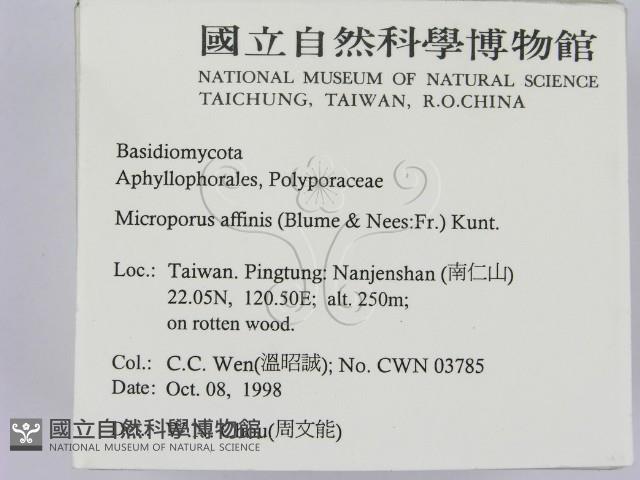 相鄰小孔菌藏品圖，第2張