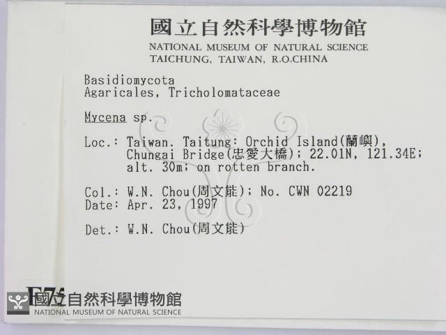 小菇屬藏品圖，第2張