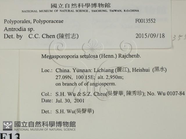 薄孔菌屬藏品圖，第2張