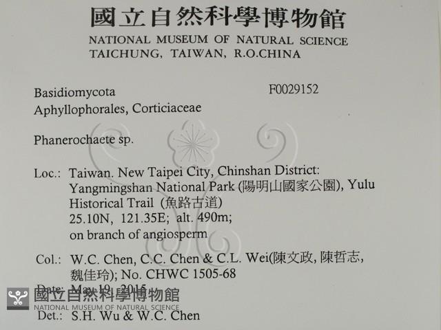 顯絲菌屬藏品圖，第2張