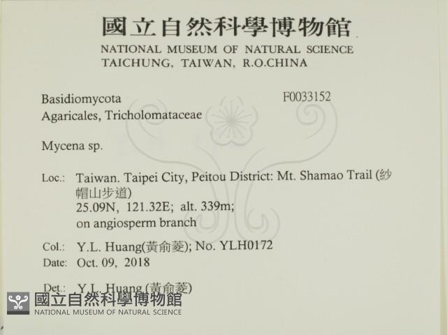 小菇屬藏品圖，第2張