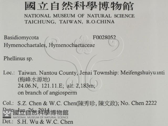 木層孔菌屬藏品圖，第2張