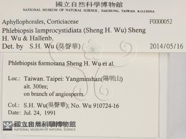 燈籠囊擬射脈菌藏品圖，第2張