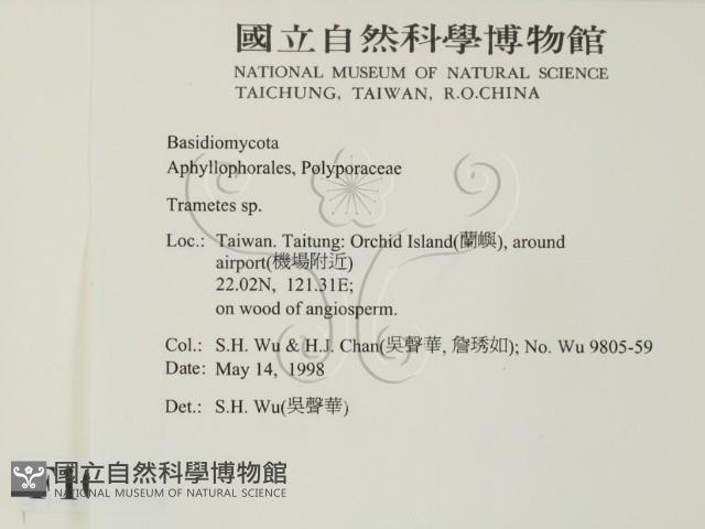 栓菌屬藏品圖，第2張