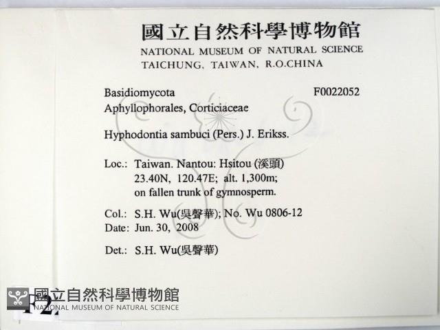 冇骨消絲齒菌藏品圖，第2張