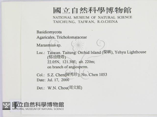 小皮傘屬藏品圖，第2張