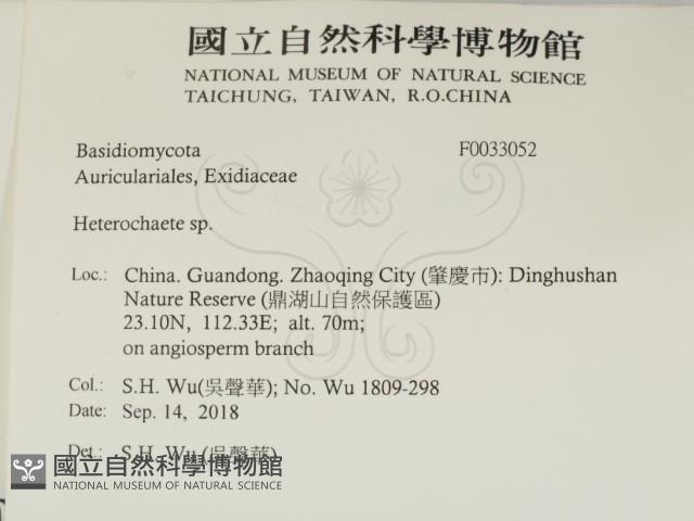 刺皮菌屬藏品圖，第2張