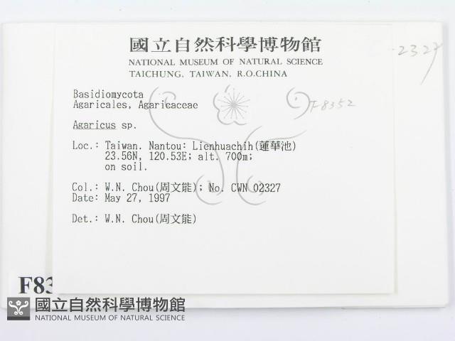 傘菌屬藏品圖，第2張