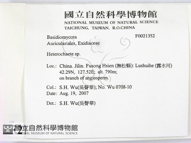 刺皮菌屬藏品圖，第2張