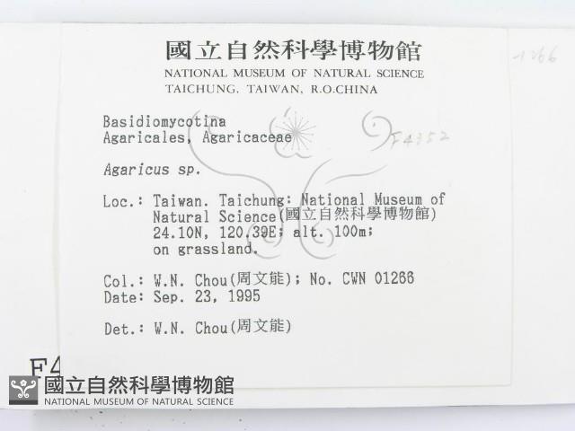 傘菌屬藏品圖，第2張