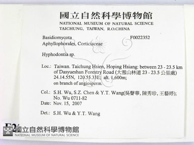 絲齒菌屬藏品圖，第2張