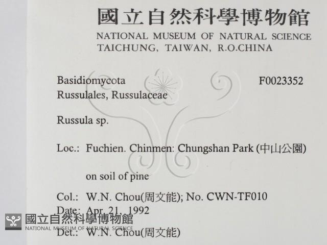 紅菇屬藏品圖，第2張