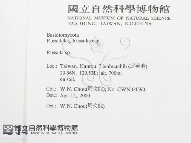 紅菇屬藏品圖，第2張