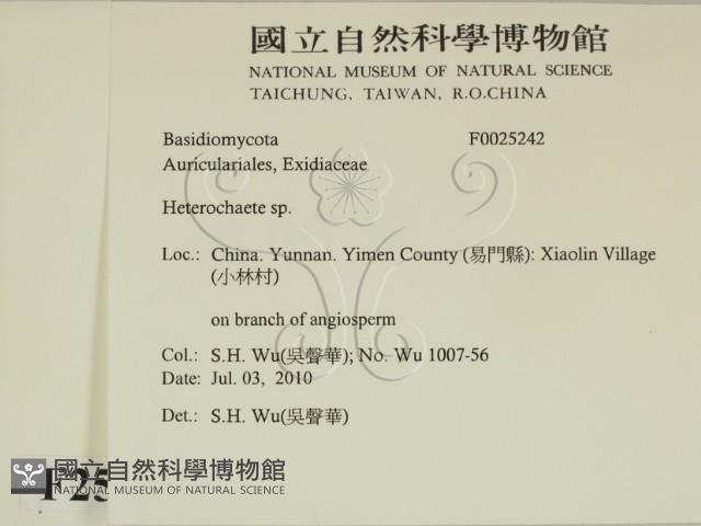 刺皮菌屬藏品圖，第2張
