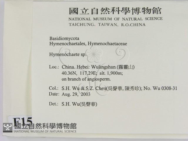 刺革菌屬藏品圖，第2張