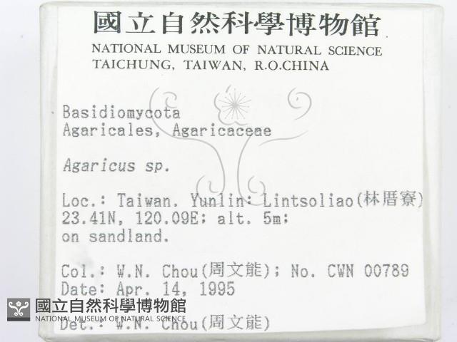 傘菌屬藏品圖，第2張