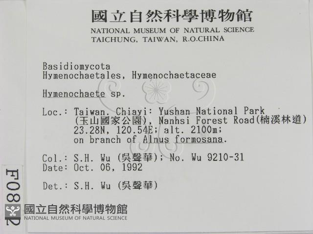 刺革菌屬藏品圖，第2張