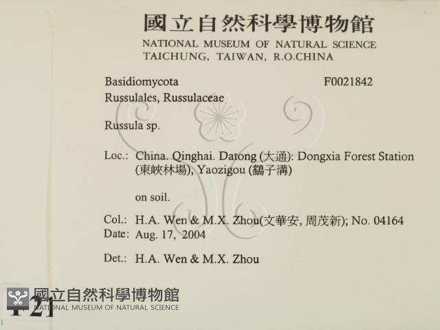 紅菇屬藏品圖，第2張