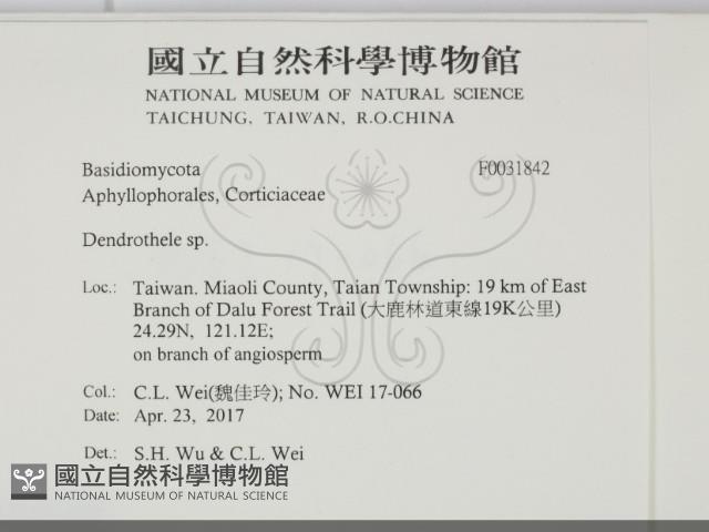 樹狀皮革菌屬藏品圖，第2張