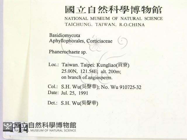 顯絲菌屬藏品圖，第2張