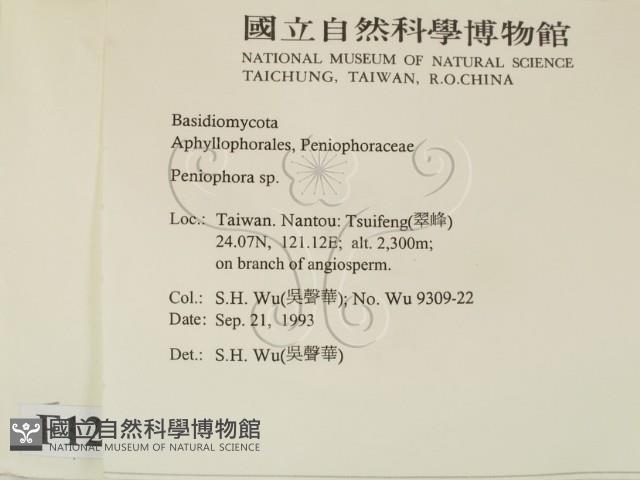 筍殼菌屬藏品圖，第2張