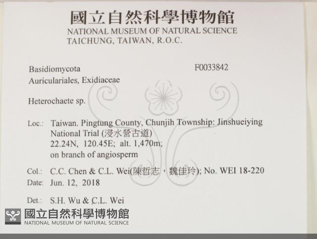 刺皮菌屬藏品圖，第2張