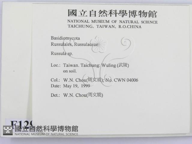 紅菇屬藏品圖，第2張