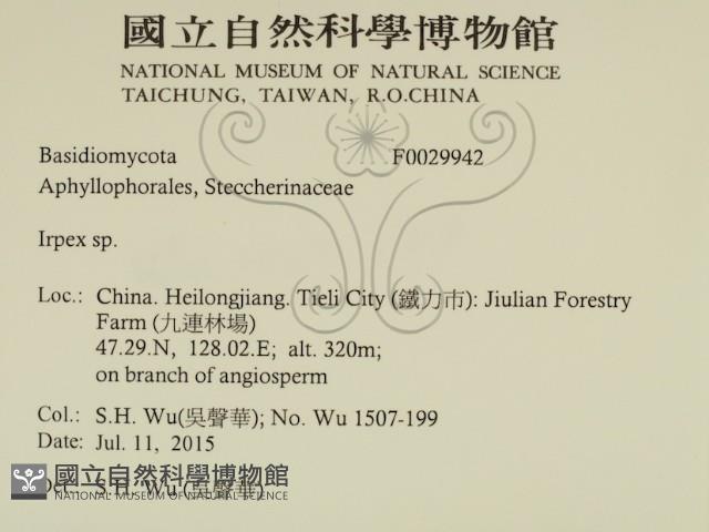 耙菌屬藏品圖，第2張