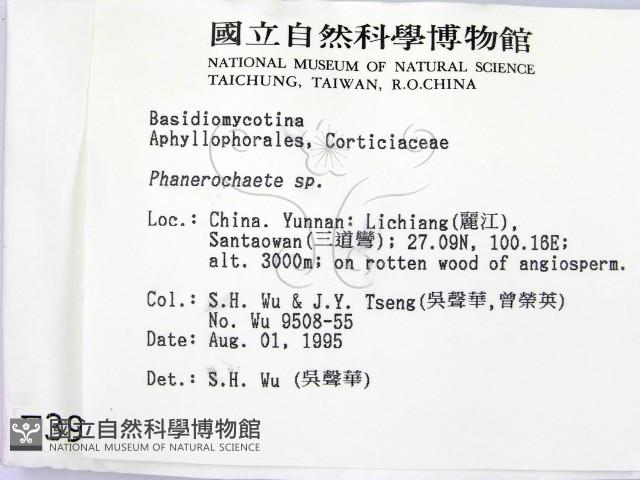 顯絲菌屬藏品圖，第2張