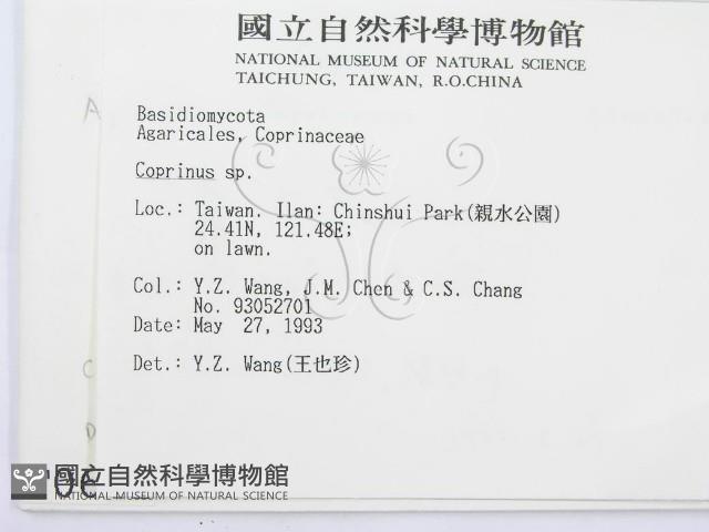 鬼傘屬藏品圖，第2張
