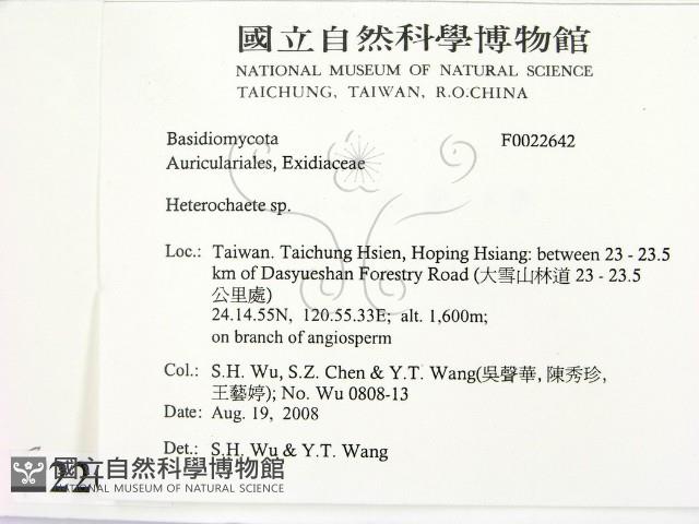 刺皮菌屬藏品圖，第2張