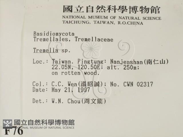 銀耳屬藏品圖，第2張