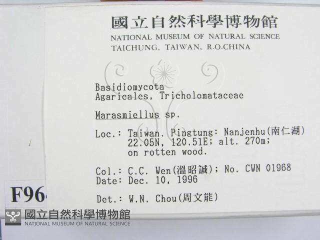 微皮傘屬藏品圖，第2張