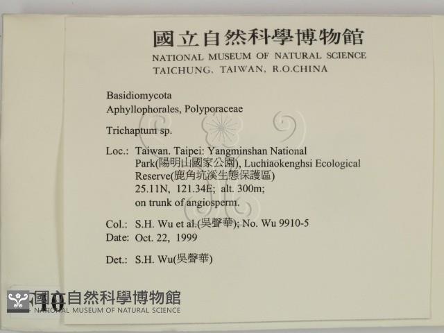 附毛菌屬藏品圖，第2張