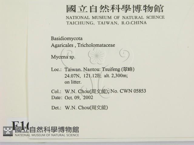 小菇屬藏品圖，第2張