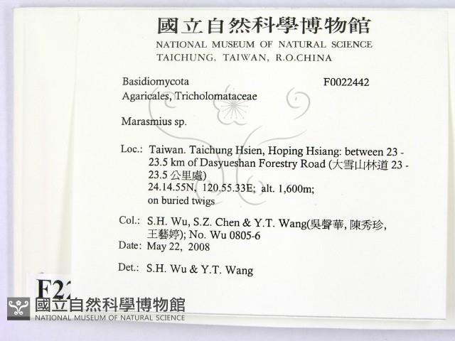 小皮傘屬藏品圖，第2張