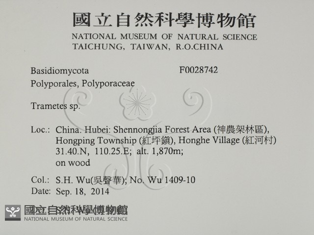 栓菌屬藏品圖，第2張