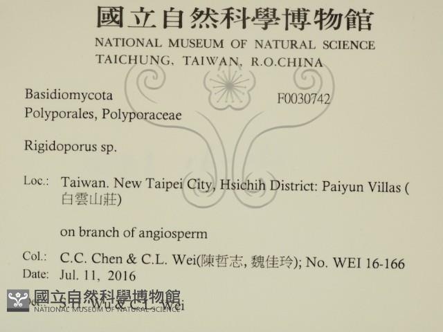 硬孔菌屬藏品圖，第2張
