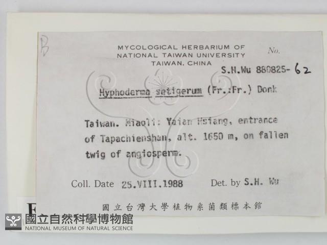 剛毛絲皮菌藏品圖，第2張